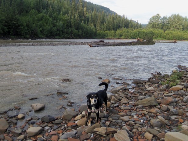 Choppy enjoying a little time next to the Sikianni River in British Columbia. This was on our trip up the Alaska Highway. I was going to make a snide remark here about the weather along the River today, and then I realized it is actually colder here than it is there. Well played, Canada. Well played.
