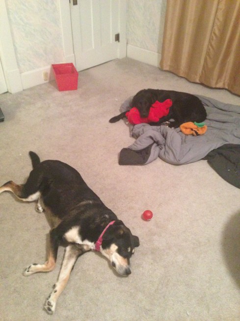 Loss of a Favorite Sleeping Spot