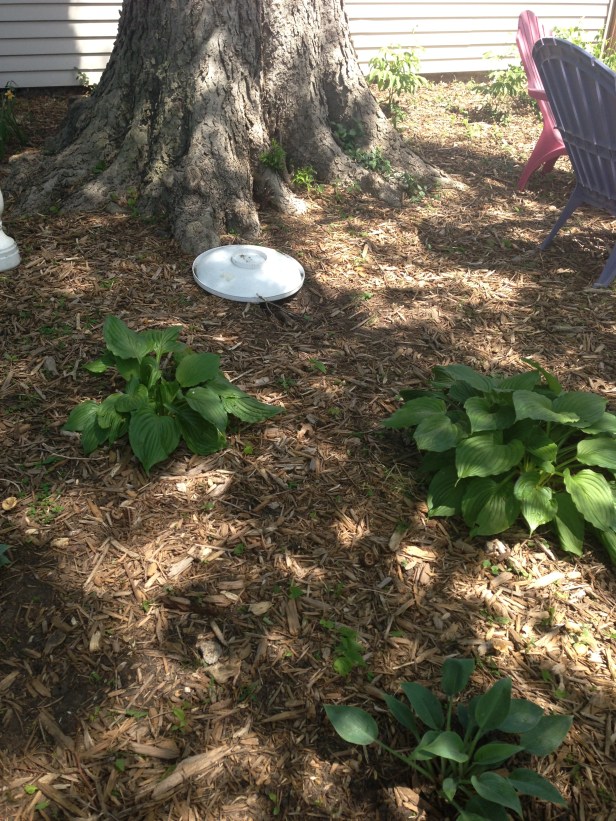 The possum scene today: as you can see, we are no longer graced by the possum's presence.