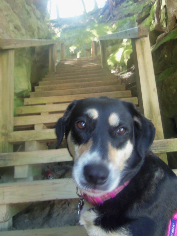 There were stairs on the other side. Choppy was not keen on climbing them.