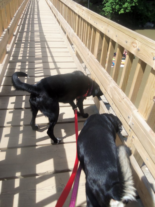 Well, as quickly as possible unless a canoe passes beneath us. In which case it is important to stop and bark at it.