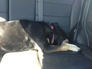 Sometimes, she takes a nap in the back.