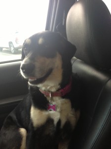 Picture One: Choppy looking somewhat happy.