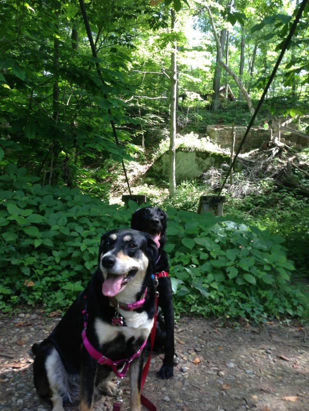 Eventually, even the dogs got tired, and I was able to get a (somewhat) decent picture of them. Not pictured: the subsequent near-disaster when the dogs decided to bark at a passing mini-dog. It did not enamor us to the other dog's owner.