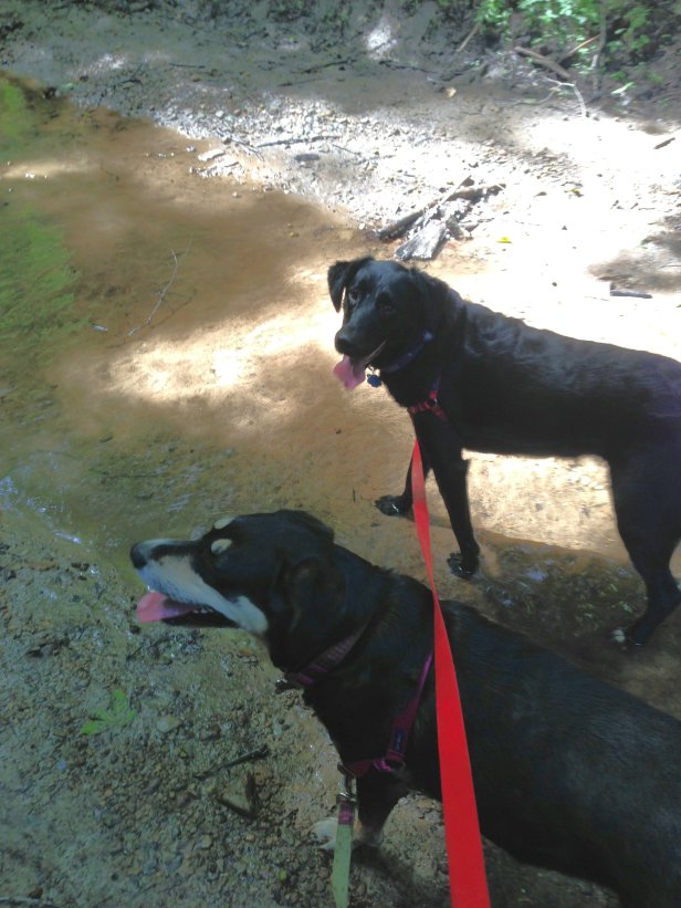 We took a little break in this stream. By "we," I mean the dogs. Just to be clear.
