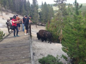 After the Teddy Roosevelt National Park warnings about bison, this situation strikes me as one that is quickly going to go bad. Note: I am taking the photo from a short distance. We then proceeded to walk by the same bison. Apparently, neither Paul nor I pay attention to animal warnings.