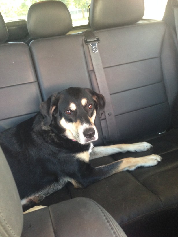 Choppy has no idea where we are headed. I'm pretty sure she's just happy she isn't stuck at home.