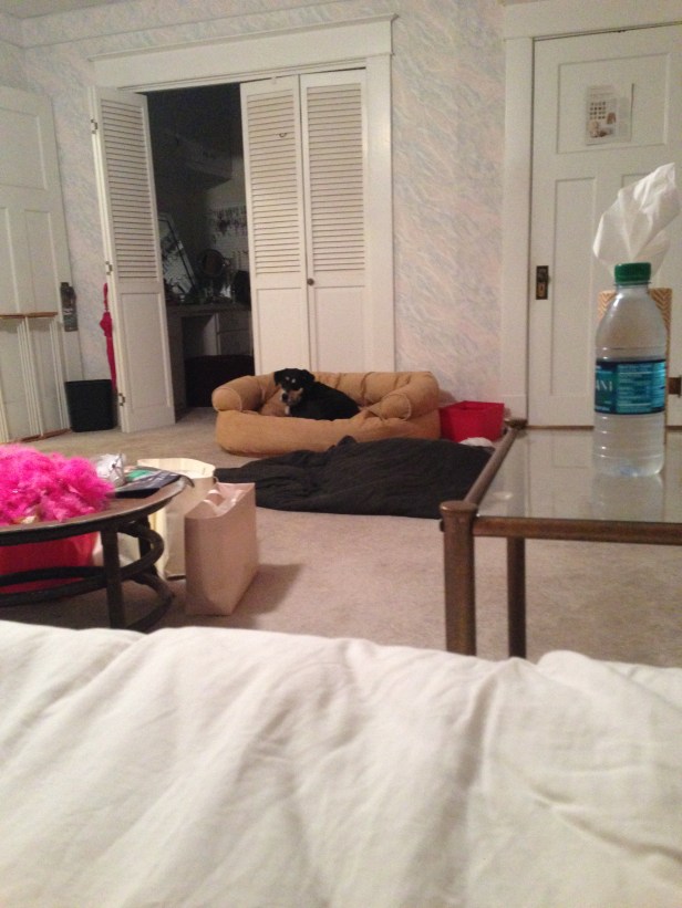 Photographic proof that Choppy does use her bed!