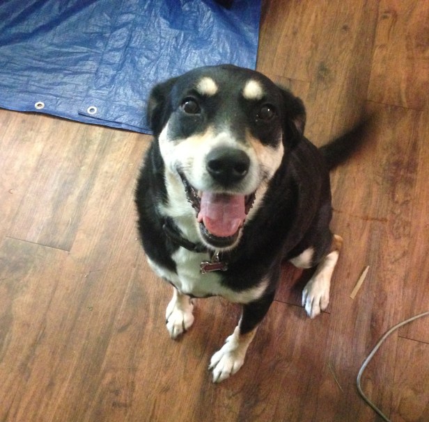 This? This is a happy dog. 