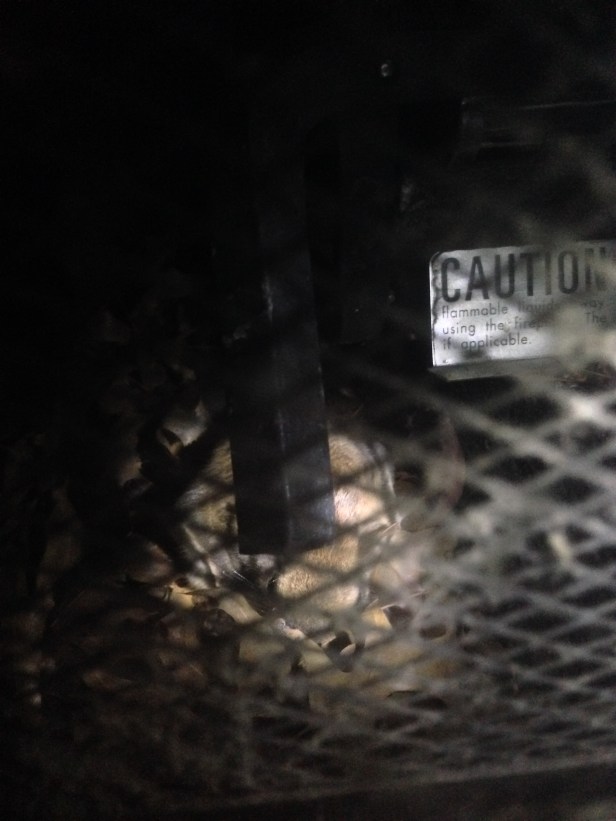 Another view of our "friend." He has a fluffy tail, but definitely isn't a squirrel or chipmunk. We're pretty sure it's a pack rat at this point. And he needs to go.