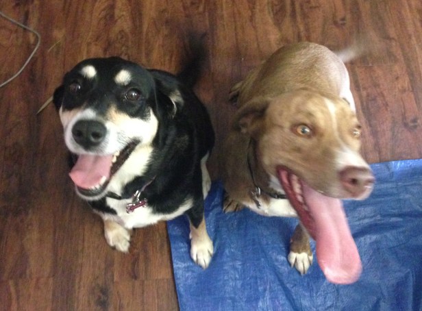 And here's why she is happy: her friend Juliet (and my friend Kaylan, who is one of Choppy's all-time favorite people). I'm pretty sure when we left Choppy to go to the zoo, she didn't even notice we had left.