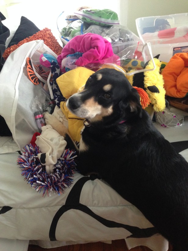 This is Choppy in her costume stash. She may well be preparing to tear them all up in an attempt to thwart future humiliation.