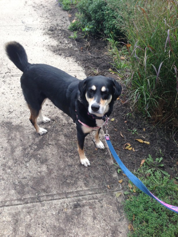 On a walk - Choppy is not responsible for the mess behind her (this is somewhat surprising).