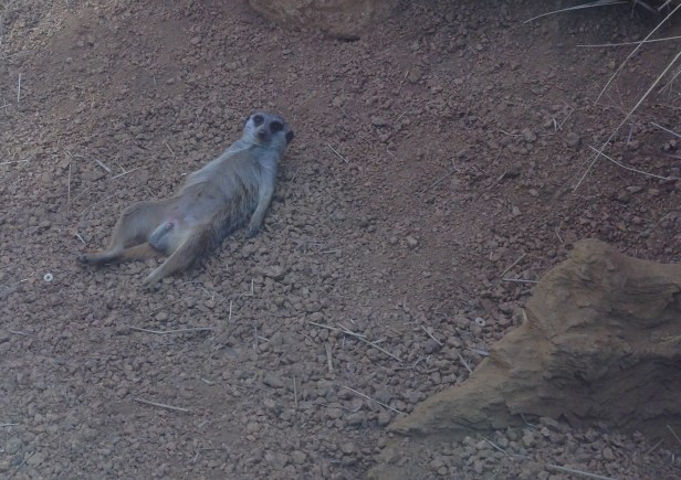 Hello, meerkat.