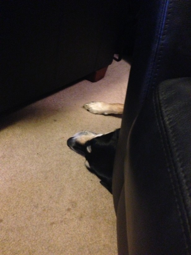 Another picture of Choppy asleep. I have no idea why I think anyone wants to see a picture of her taking a nap, but based on the number of those pictures here, I seem to think everyone wants to see this sort of picture.