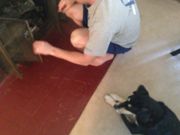 Here is Paul setting up the trap. As you can see, Choppy is quite interested in the situation.