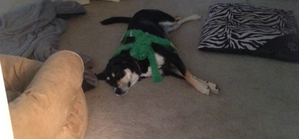 Paul put this toy on Choppy. It takes a lot more than that to annoy her (after all, she has been putting up with my desire to dress her up for years).