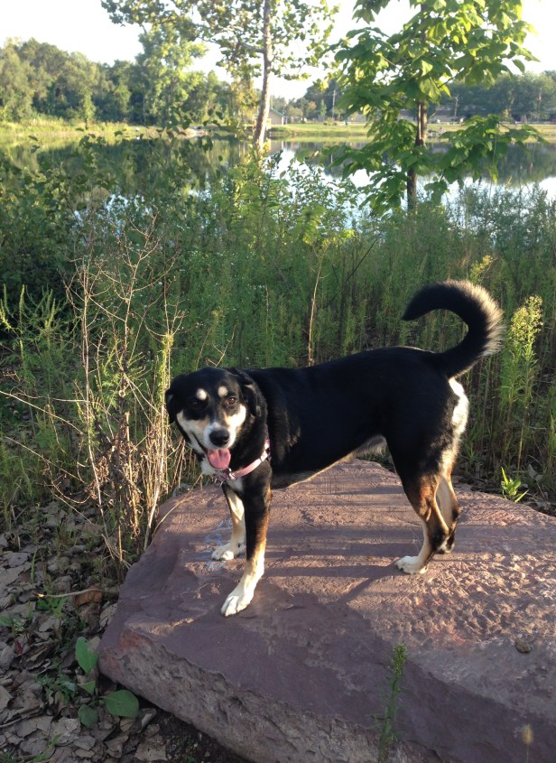 Choppy on a rock, right before she went for a wade in the pond behind her.