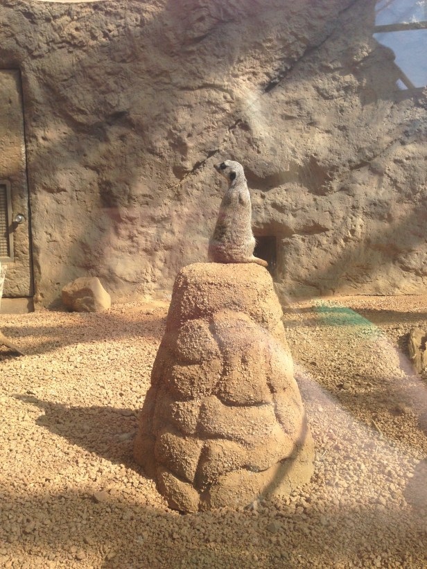 King of the meerkats (and far more modest than the one in the previous two pictures).