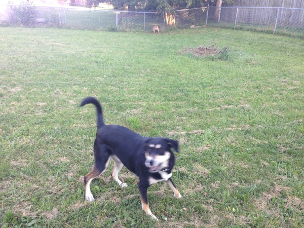 Post-zoo, things had not calmed down with Choppy and Juliet (you can see her in the background trying to get a ball that was not on her side of the fence).