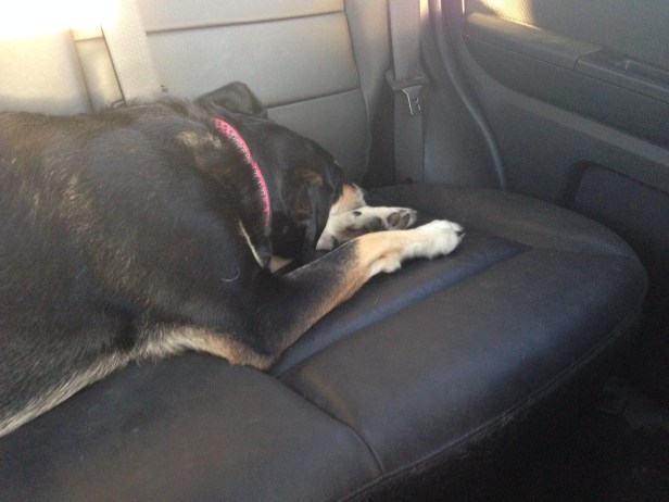 After her day of fun/action, it took about two minutes for Choppy to fall asleep in the car. Exhaustion: never a bad thing for a dog.