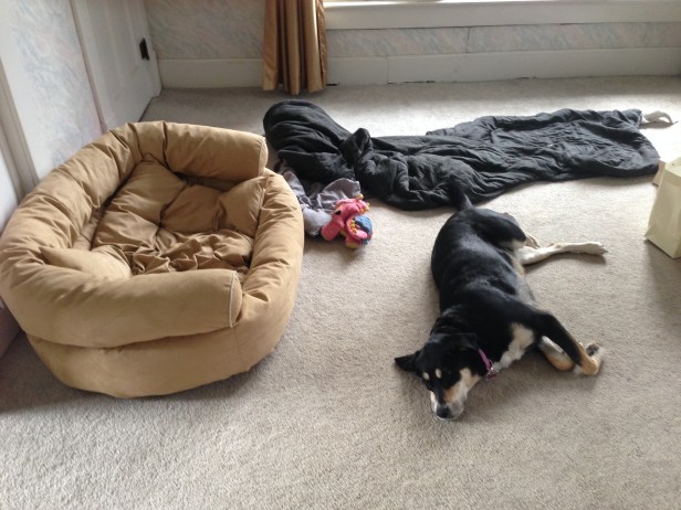 I have approximately 100 pictures of Choppy asleep, but not asleep in the bed.