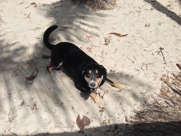 Now that's a happy dog.