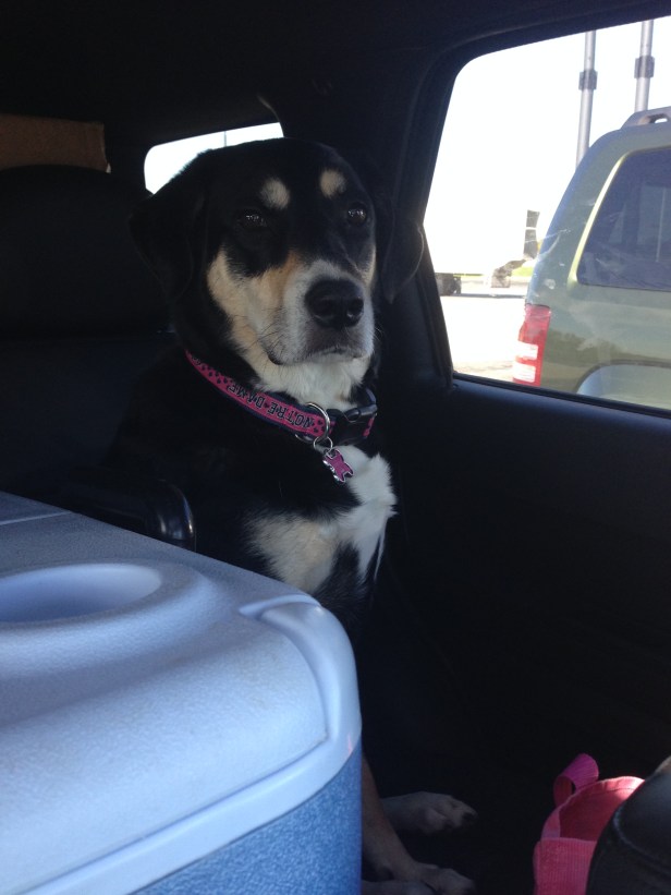 And...Choppy got stuck in a very small portion of the backseat to start the week, because we went tailgating last weekend. 