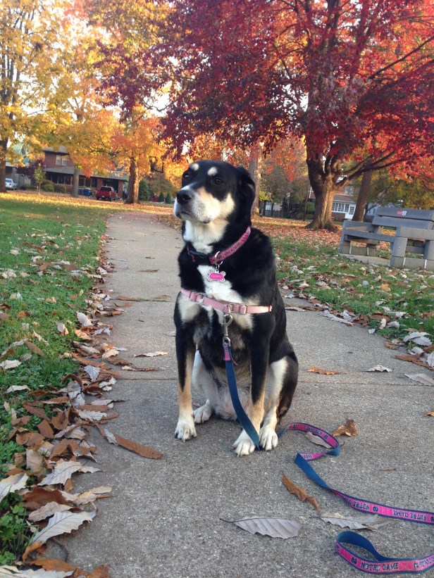 The beginning of the week in Indiana was gorgeous - warm, with the leaves changing. You can't ask for a much better time to go for a walk!