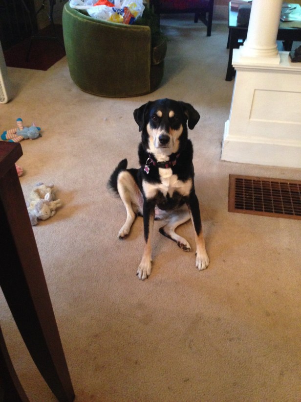 Choppy demonstrating her favorite way to sit - the lazy sit!