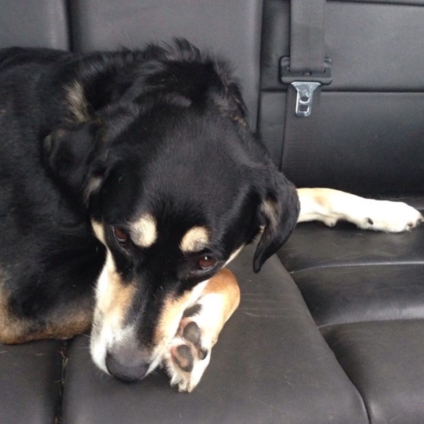 After the weekend at Notre Dame, we went up to Wisconsin for a couple nights this week (more to come on that at some point). Choppy seemed happy to finally have some space to do things like lie down. And sleep. And actually, do anything other than sit up and watch the world go by the car.