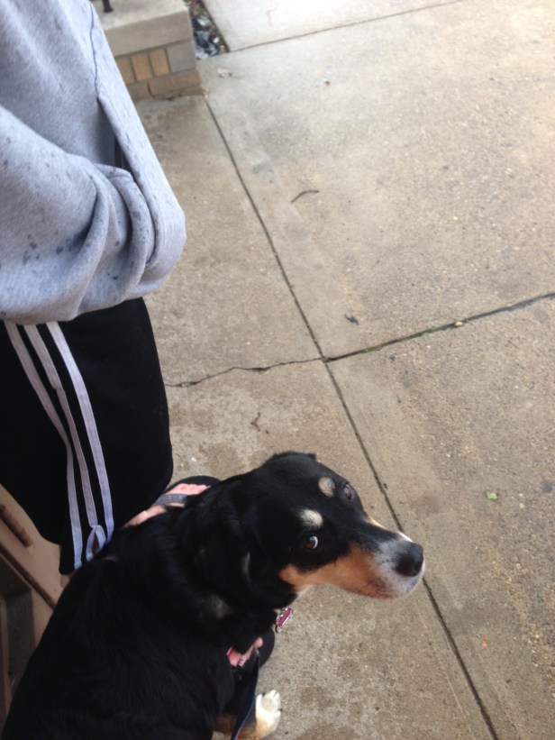 On our walk the other day, we got stuck in a sudden rainstorm - one of those "came out of nowhere, it's still sunny, where's the rainbow?" type of storms. I'm pretty sure Choppy was the least happy about this situation. She is not one for being caught outside in the rain. 