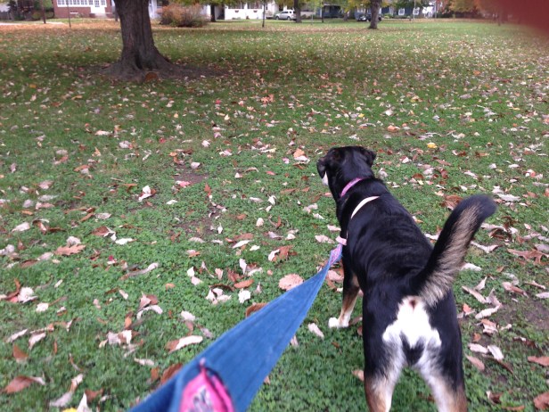 The squirrels have started to go crazy in the park preparing for winter. This has not made our walks more pleasant for me.