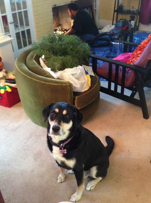 Choppy really didn't care about the whole "cleaning the fireplace" situation. Though she wasn't going too far from it, either.