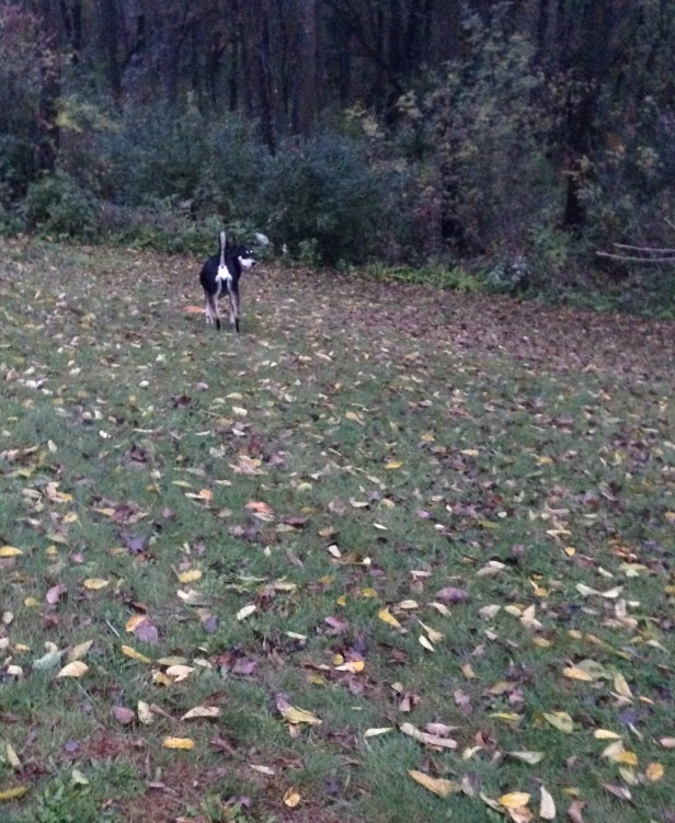 Choppy on a fall walk - happy to be off of her leash, though after our trip to my Grandma's, I was definitely keeping a close eye on her.