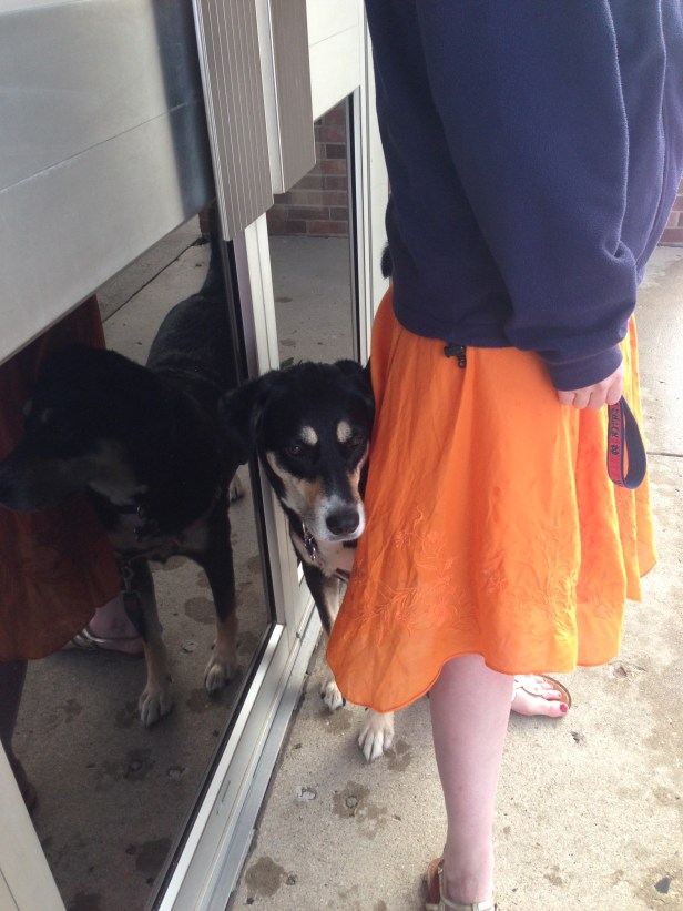 Here she is, hiding behind me in the hope of staying dry. This is a dog who will gladly roll in fish guts, eat unguarded cat poo and dig giant holes in the backyard. But heaven forbid she get a paw wet.
