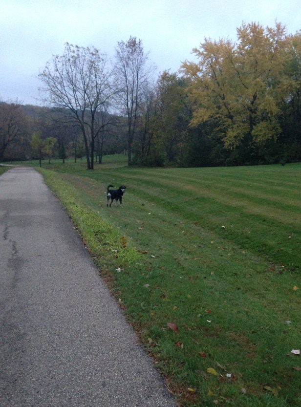 Fall has definitely arrived in Wisconsin - though it sort of looks like this in Indiana as well.