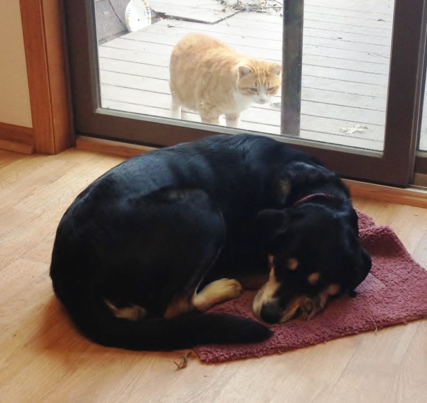 The cat looking at Choppy is Peach - my parents' cat. Here, she is deciding whether to interpret the adage "Let sleeping dogs lie" literally and leave Choppy alone (note: she did let her lie).
