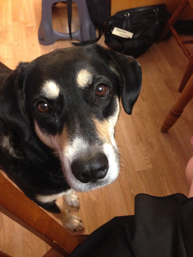 This face is hard to resist. Which is probably why she begs in the first place.