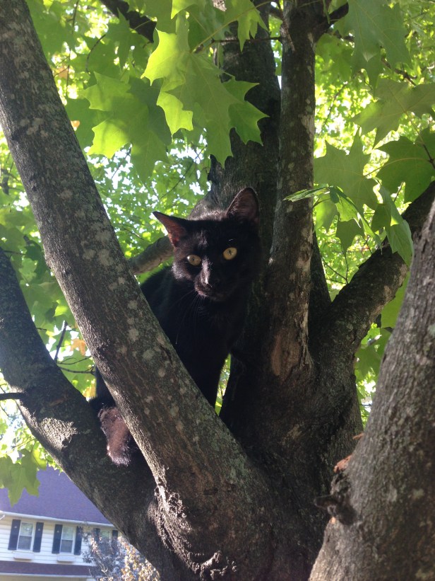 It's a cat! This little guy is a neighborhood cat - she wanders around and is such a sweetie, but she doesn't belong to anyone. Paul took this photo while Choppy sniffed the bushes where the cat had been hiding prior to its tree climb, in the vain hope for Choppy that the bush just randomly produces cats. 