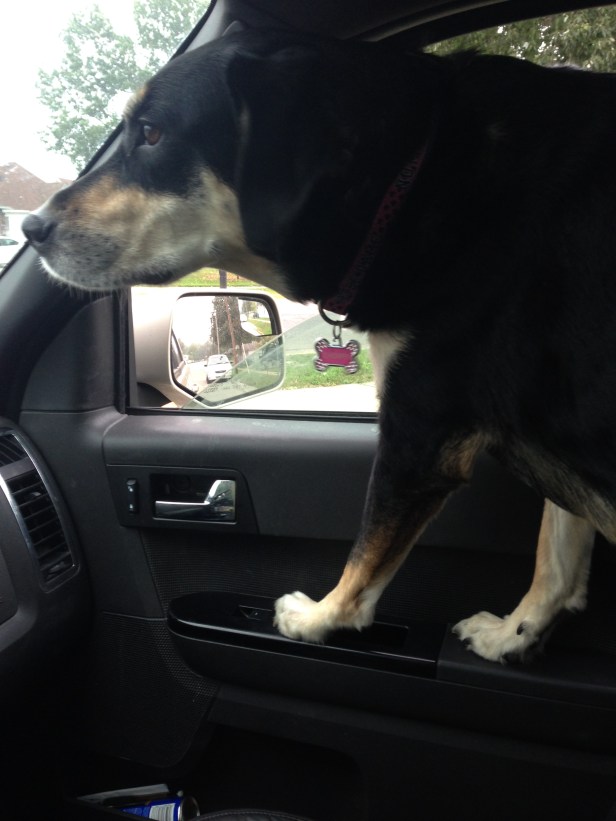 Car trip! Not stuck in the back for this one!