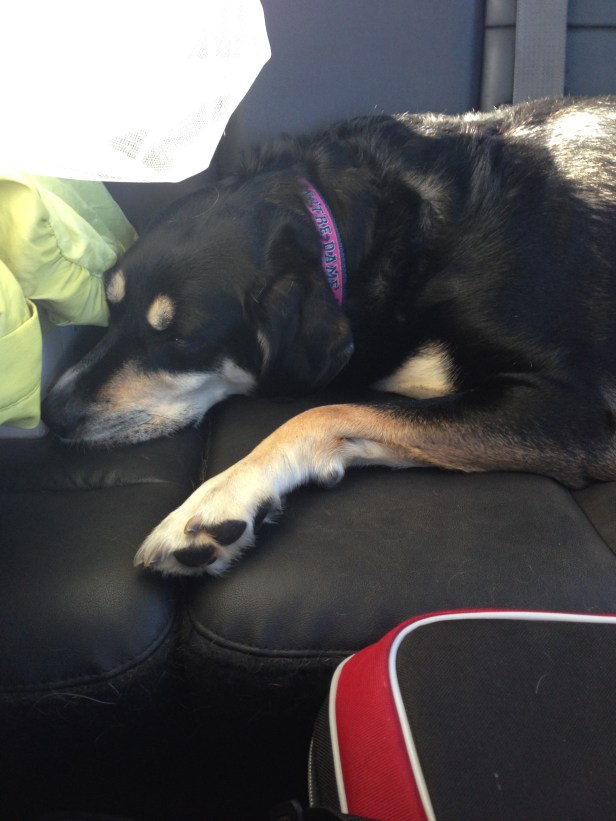 On our way home from Wisconsin - Choppy was exhausted...