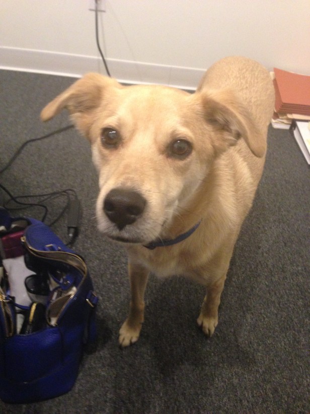 This is (obviously) not Choppy. This is Sonny. He may find me to be awesome because I fed him some pumpkin cookies. Or because I'm awesome. I'll go with the latter.