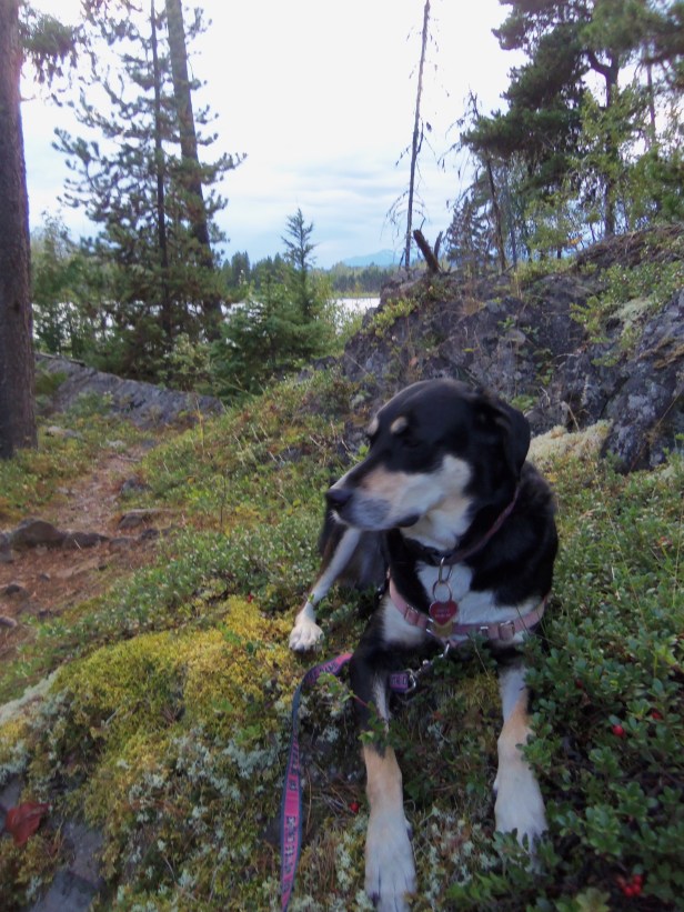 I am pretty sure this is somewhere near Smithers, British Columbia. But I'm still not entirely sure.