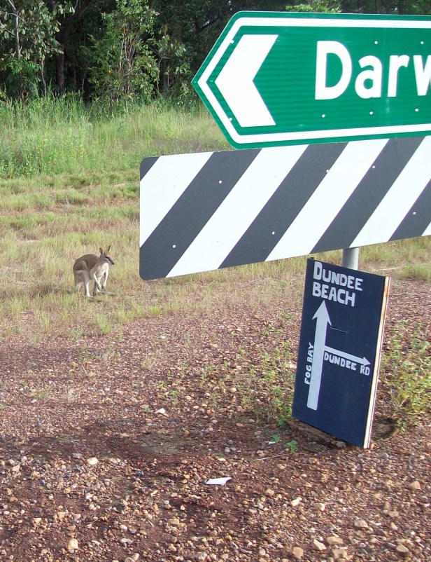 I took this picture of a very much alive wallaby when I was in Australia a couple years ago. Note that he is near the road, and potentially soon-to-be roadkill for Americans to take pictures of.