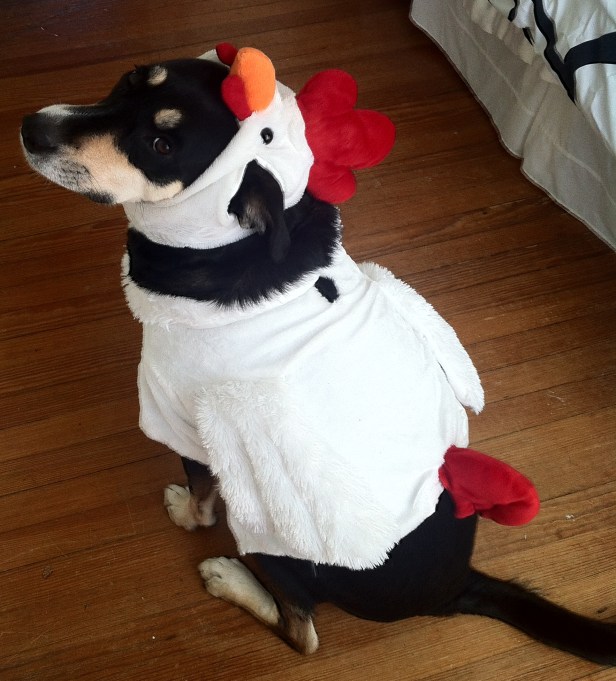 Choppy in one of her three chicken outfits. In related news, had I written down her costumes earlier, I would have realized this and not bought three chicken outfits for her.