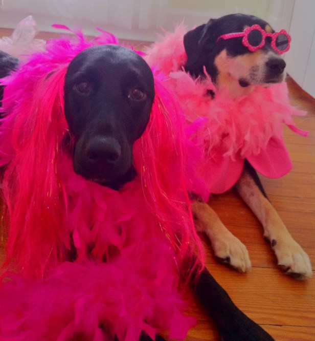 So, Izzy might not like dressing up that much...