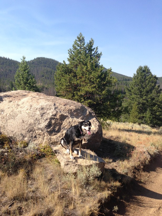 Choppy: not a dog made for the mountains. That's not happiness, that exhaustion.