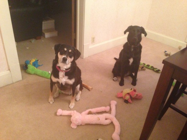 Best dog friends. They only look sweet and innocent here. They're likely moments away from doing something I would prefer they don't do.