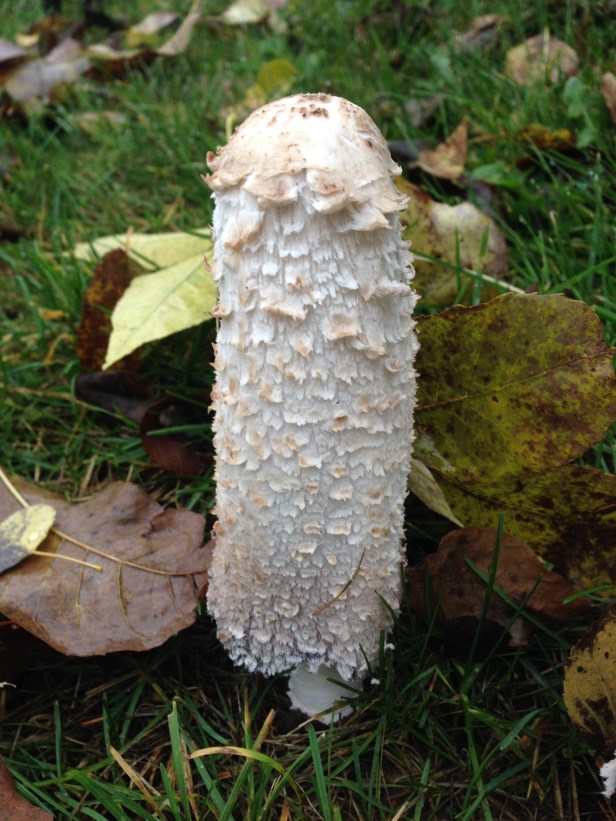 Indecent Penis Mushrooms